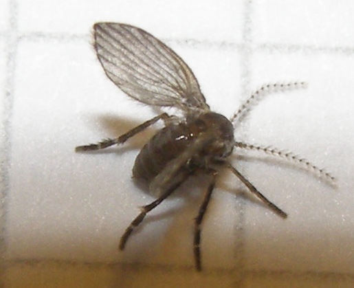 Psychodidae